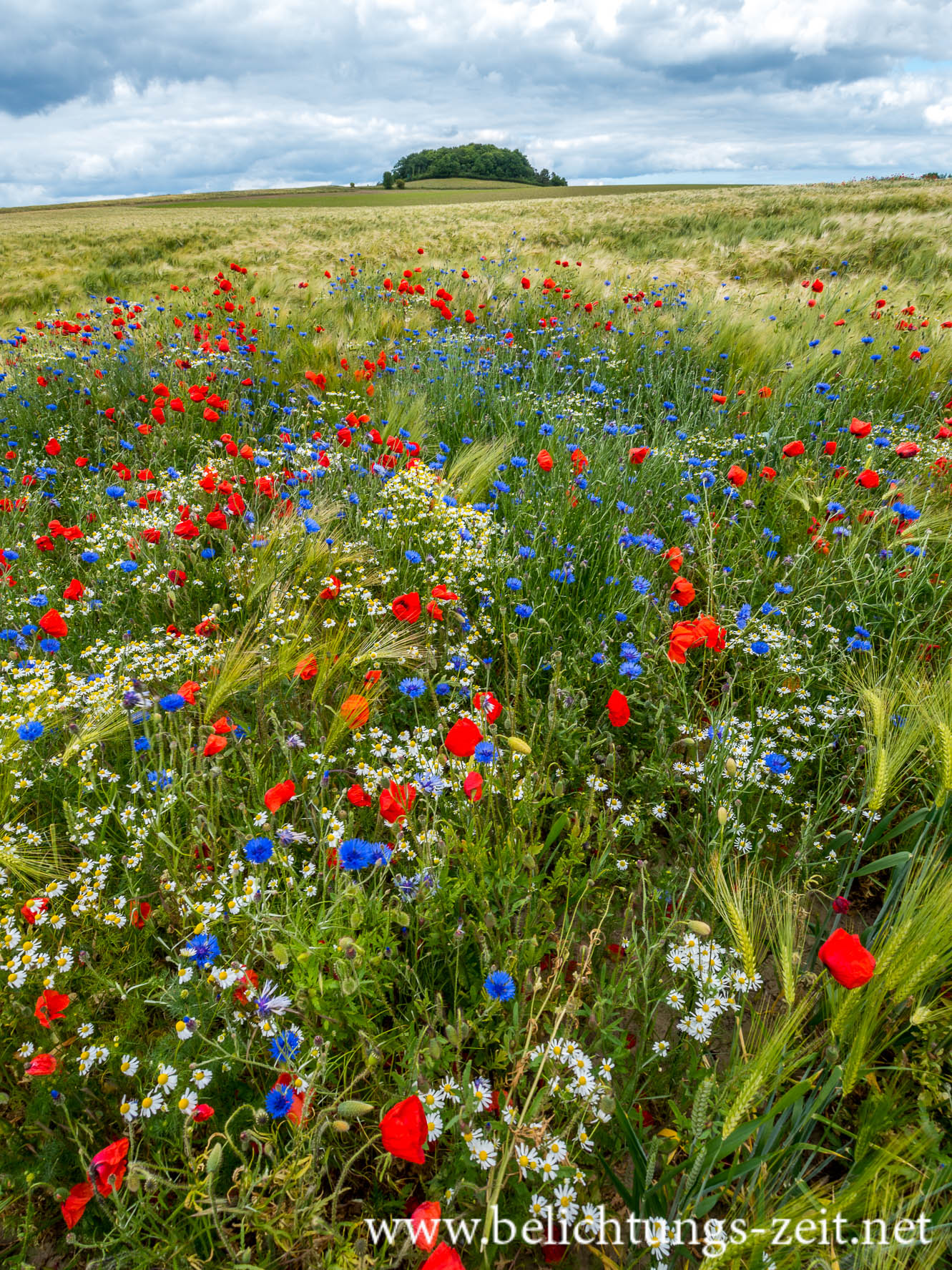 Feld mit Mohn und Kornblumen